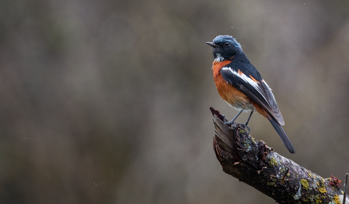 White-throated Redstart - ML30420541