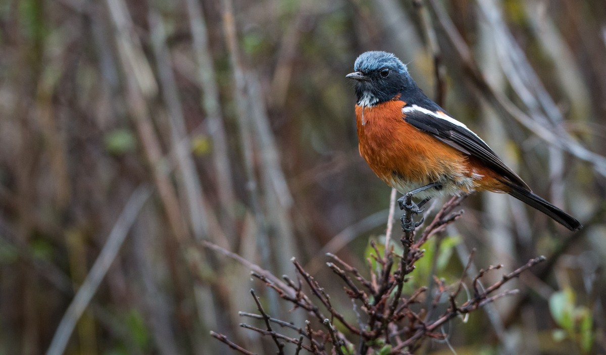 White-throated Redstart - Ian Davies