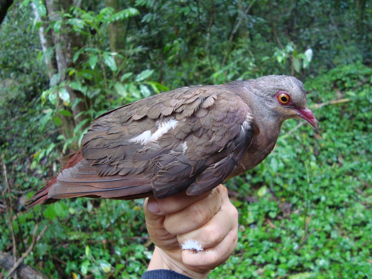 Violaceous Quail-Dove - ML304205651