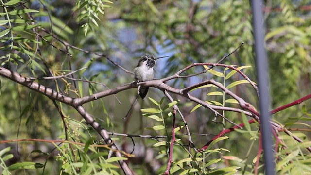 Costa's Hummingbird - ML304205791