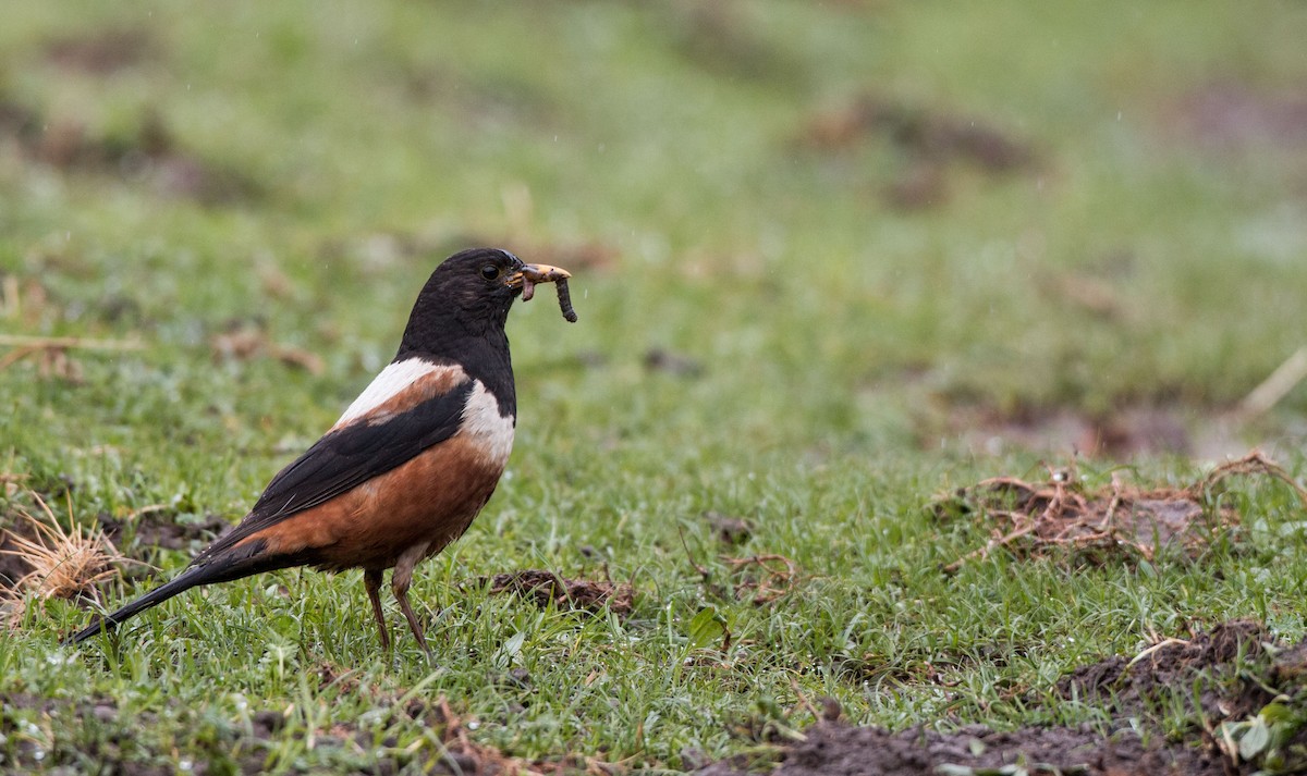 White-backed Thrush - ML30420591