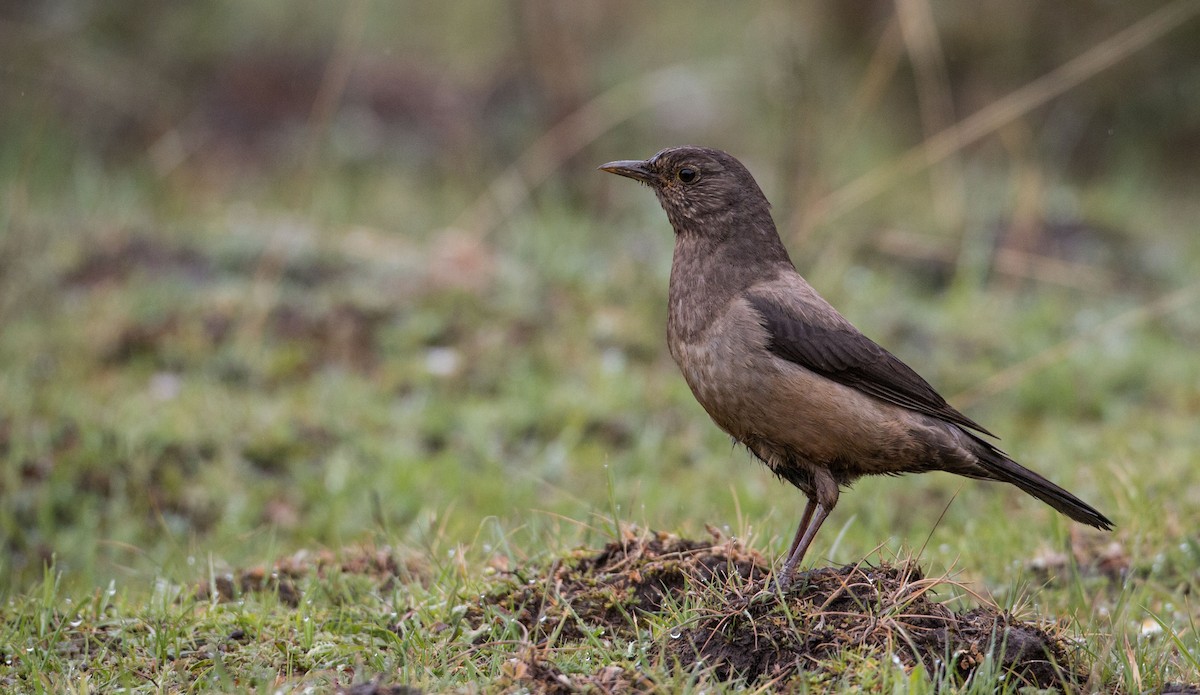 White-backed Thrush - ML30420601