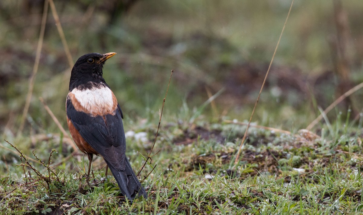 White-backed Thrush - ML30420611