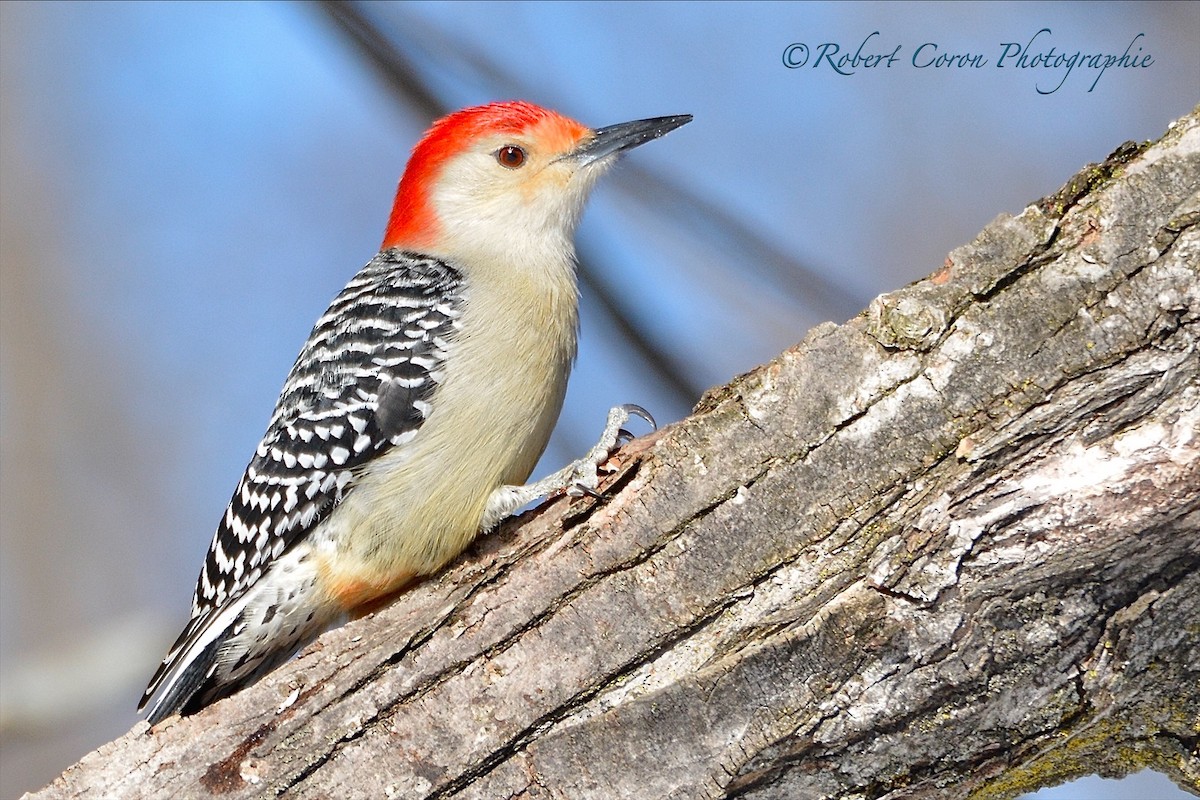 Red-bellied Woodpecker - ML304206431
