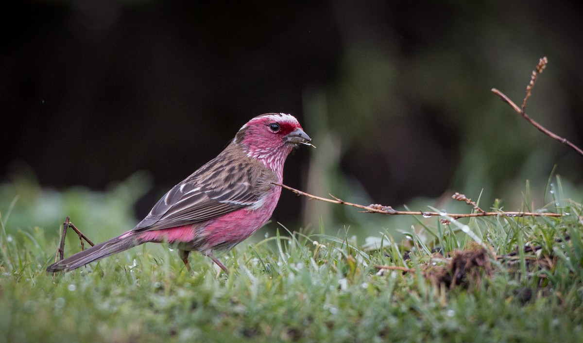 Chinese White-browed Rosefinch - ML30420651