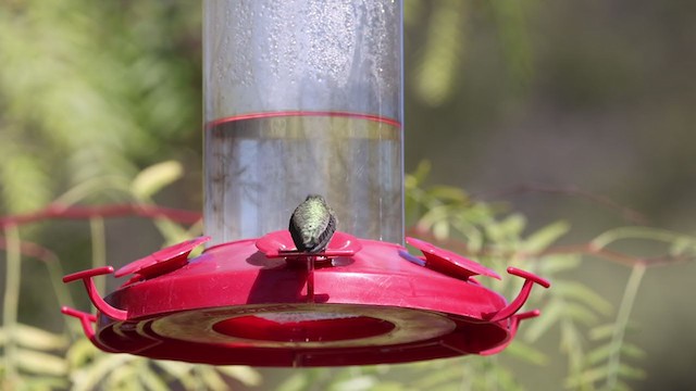 Costa's Hummingbird - ML304206871