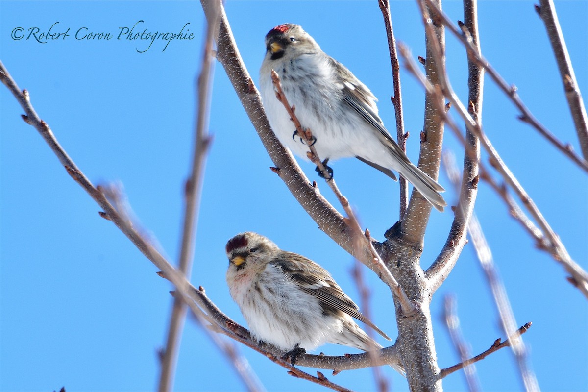 Redpoll (Common) - ML304206931