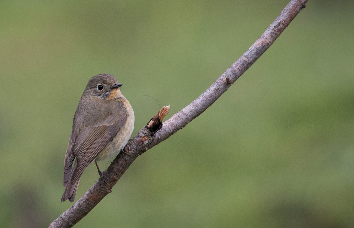 Slaty-backed Flycatcher - ML30420701