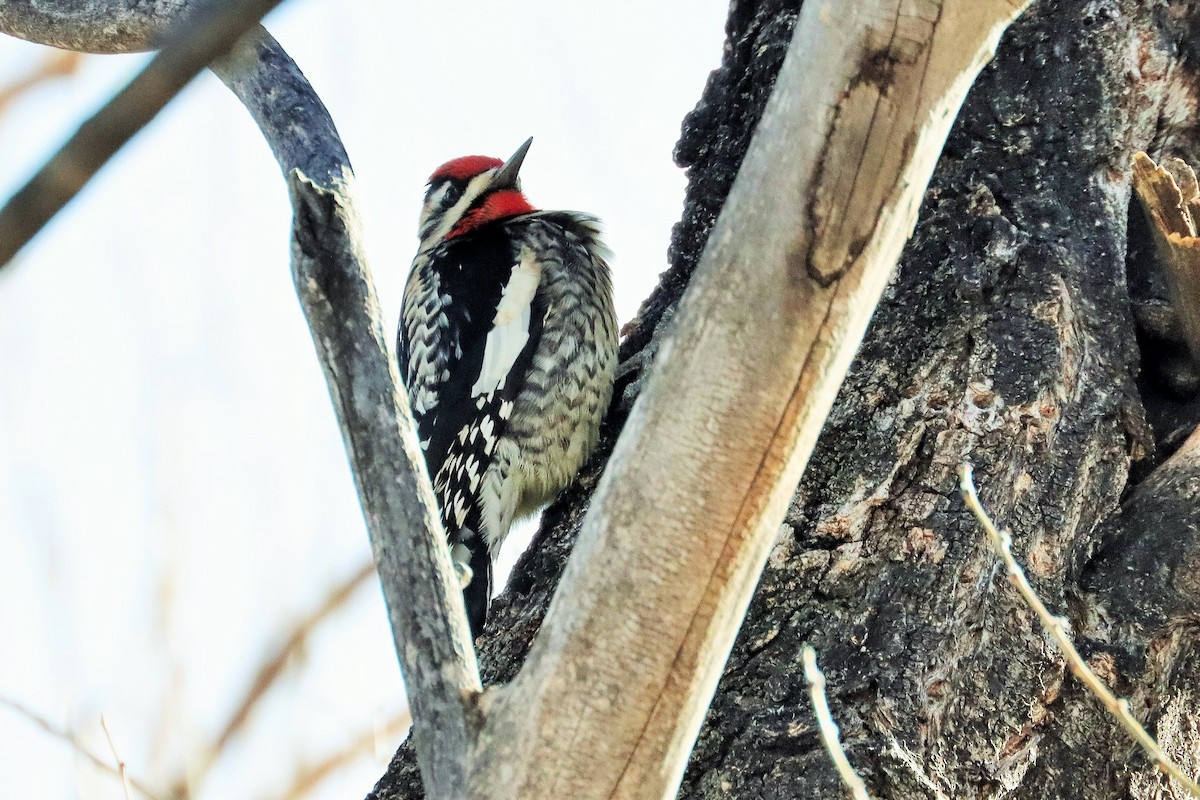 Yellow-bellied Sapsucker - ML304207091