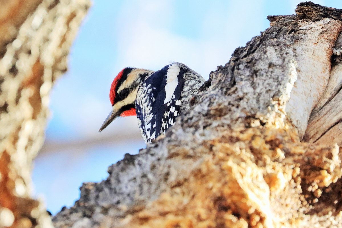 Yellow-bellied Sapsucker - Risë Foster-Bruder