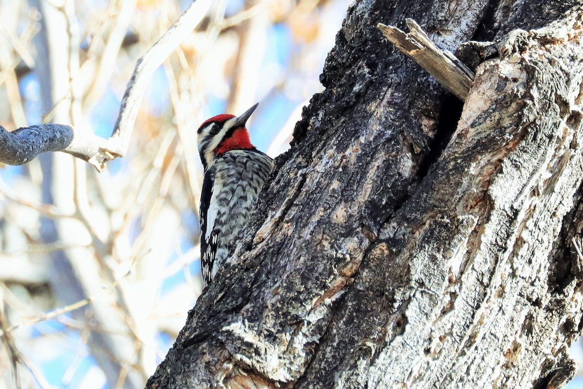 Yellow-bellied Sapsucker - Risë Foster-Bruder