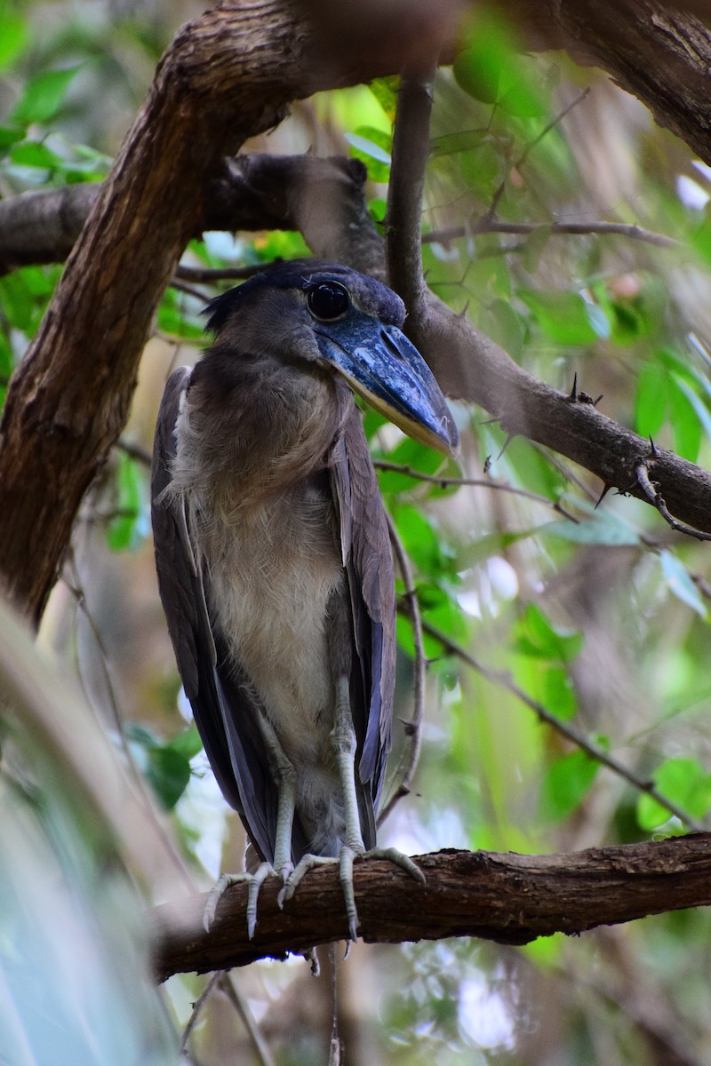 Boat-billed Heron - ML304207191