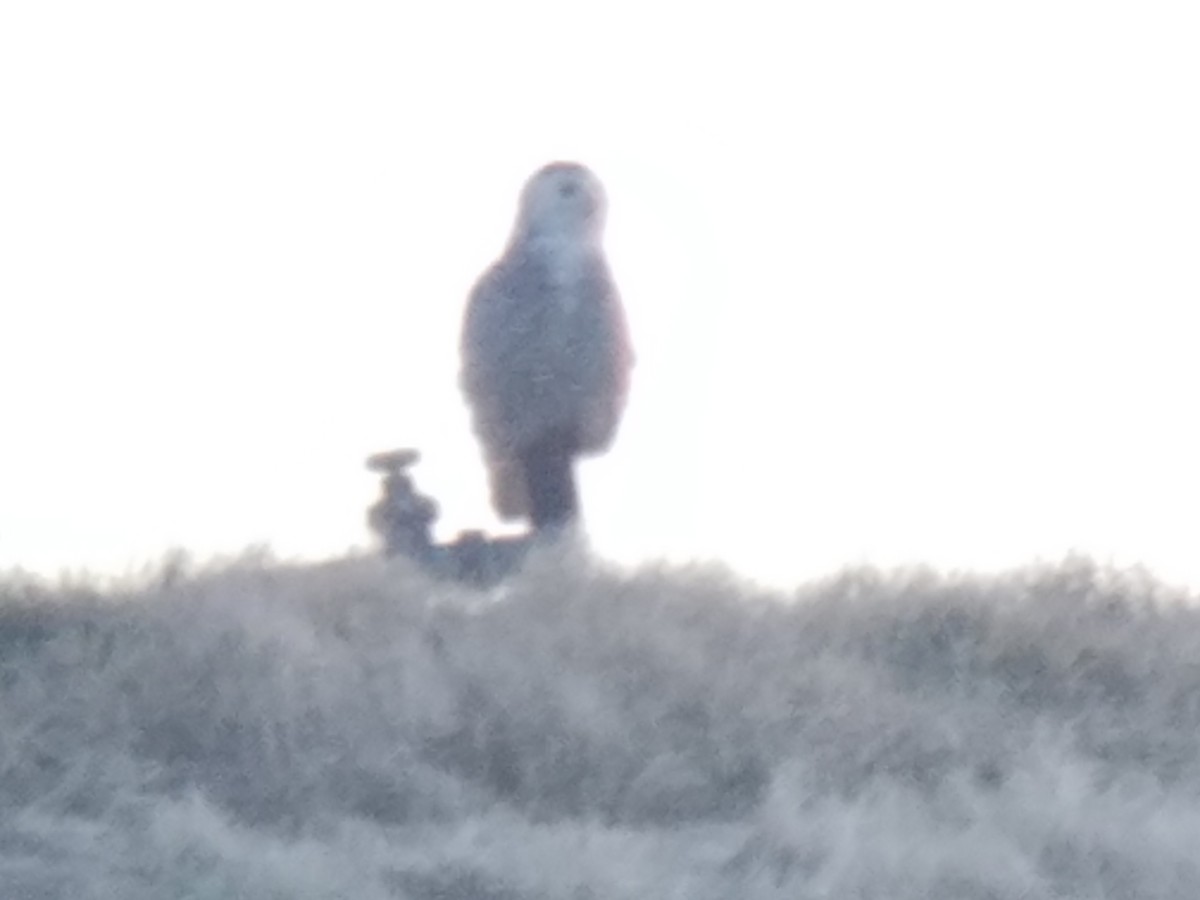 Snowy Owl - ML304207431