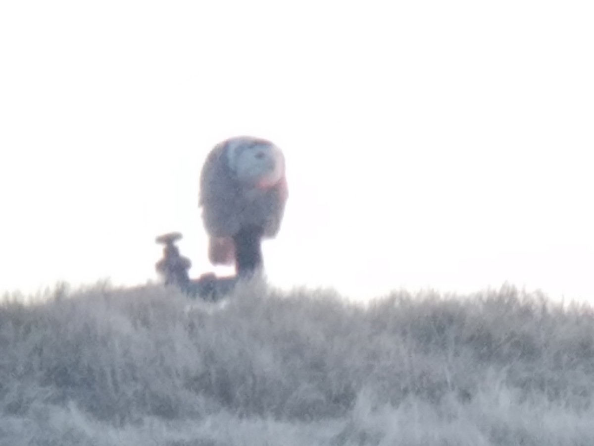 Snowy Owl - ML304207441