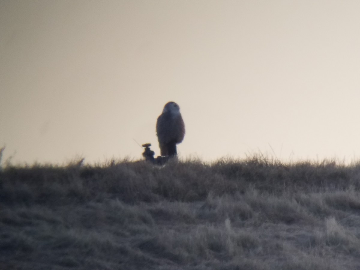 Snowy Owl - ML304207451
