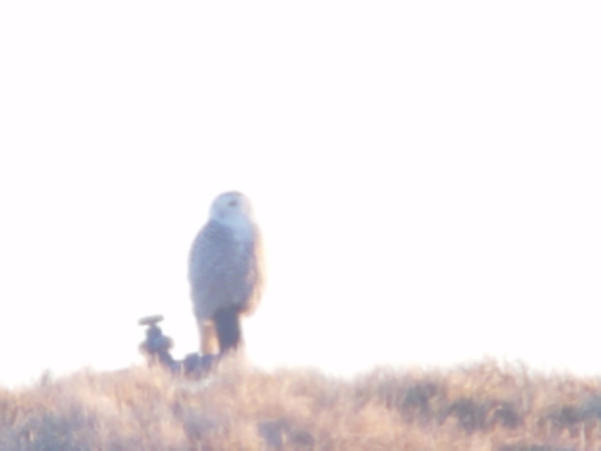 Snowy Owl - ML304207461