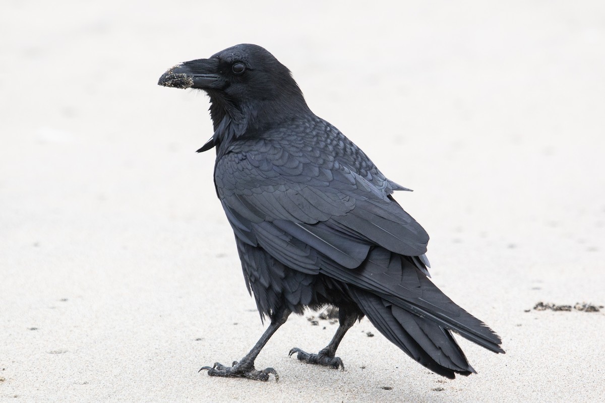 Common Raven - ML304207571