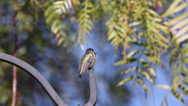 Costa's Hummingbird - ML304208001
