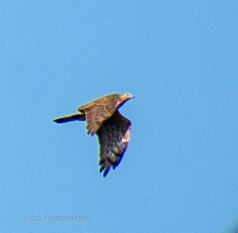 Oriental Honey-buzzard - Dr. ADIL A