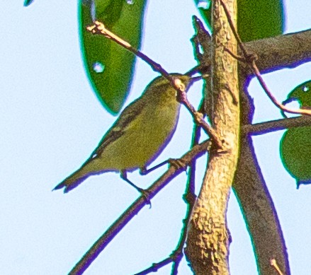 Greenish Warbler - Dr. ADIL A