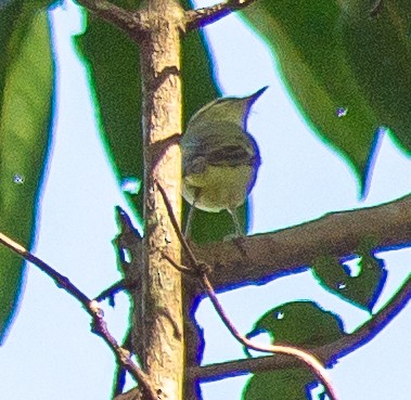 Greenish Warbler - Dr. ADIL A