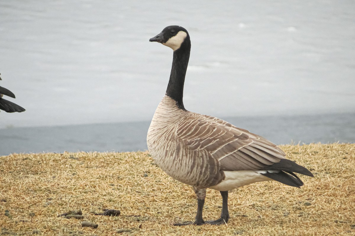 Cackling Goose - ML304209761