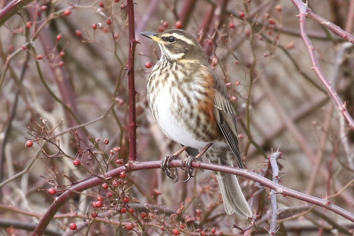 eBird Checklist - 4 Feb 2021 - Capisic Pond Park - 3 species