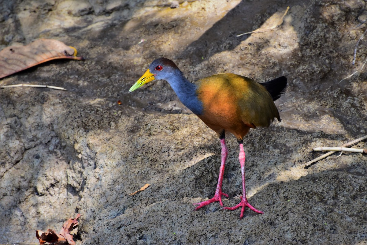 Russet-naped Wood-Rail - ML304209941