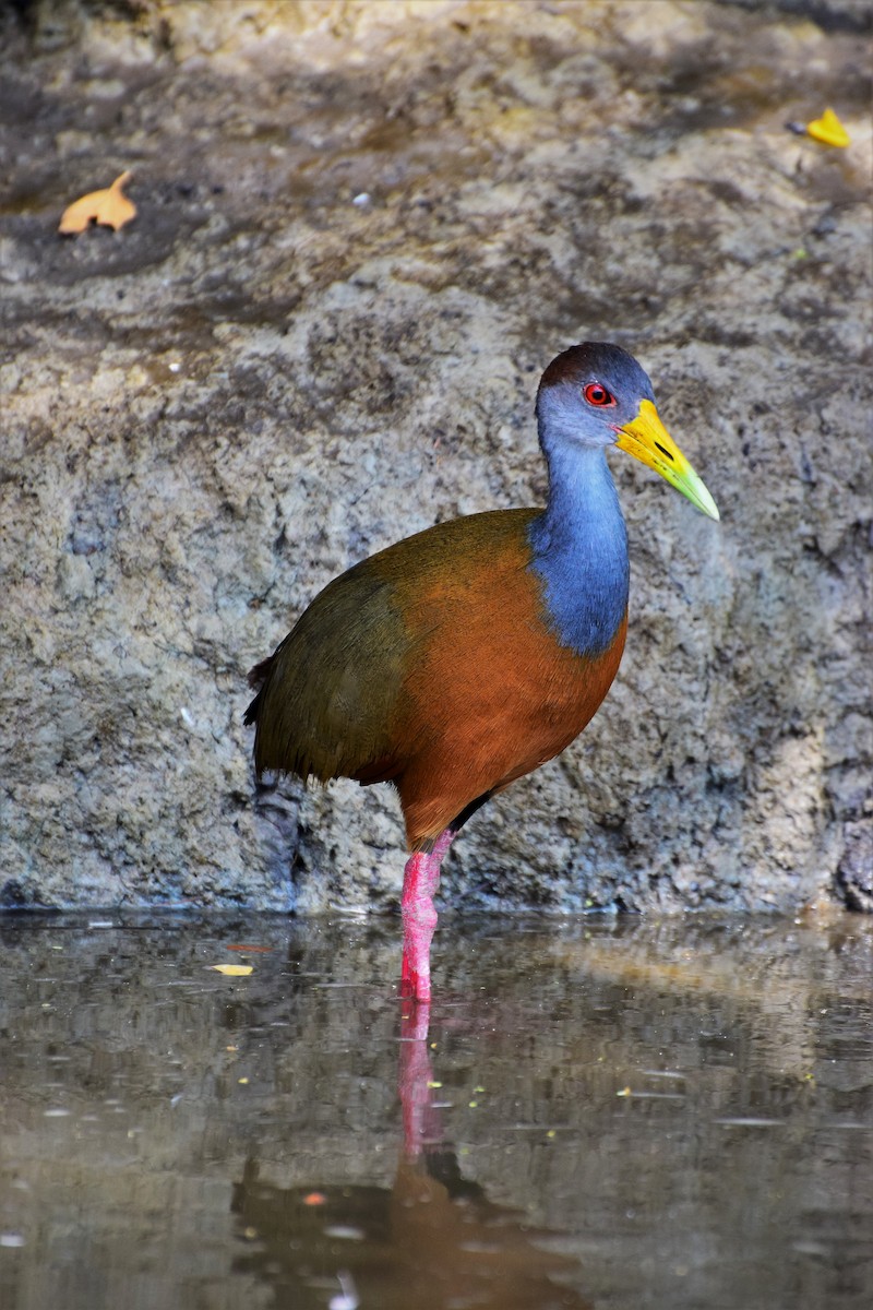 Russet-naped Wood-Rail - ML304210001