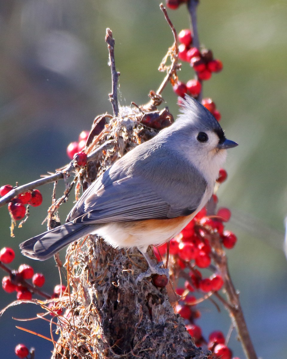 Tufted Titmouse - ML304210651