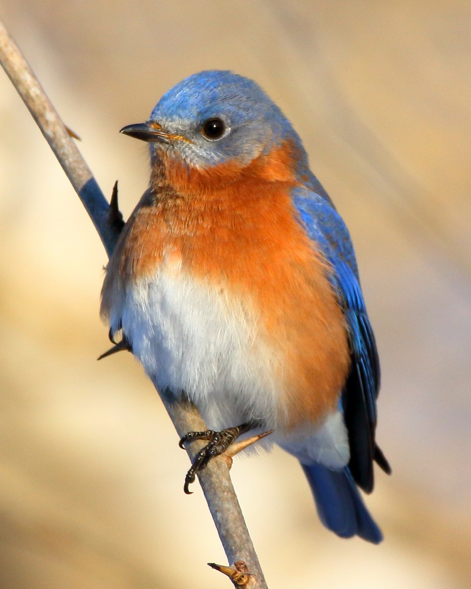 Eastern Bluebird - John Manger