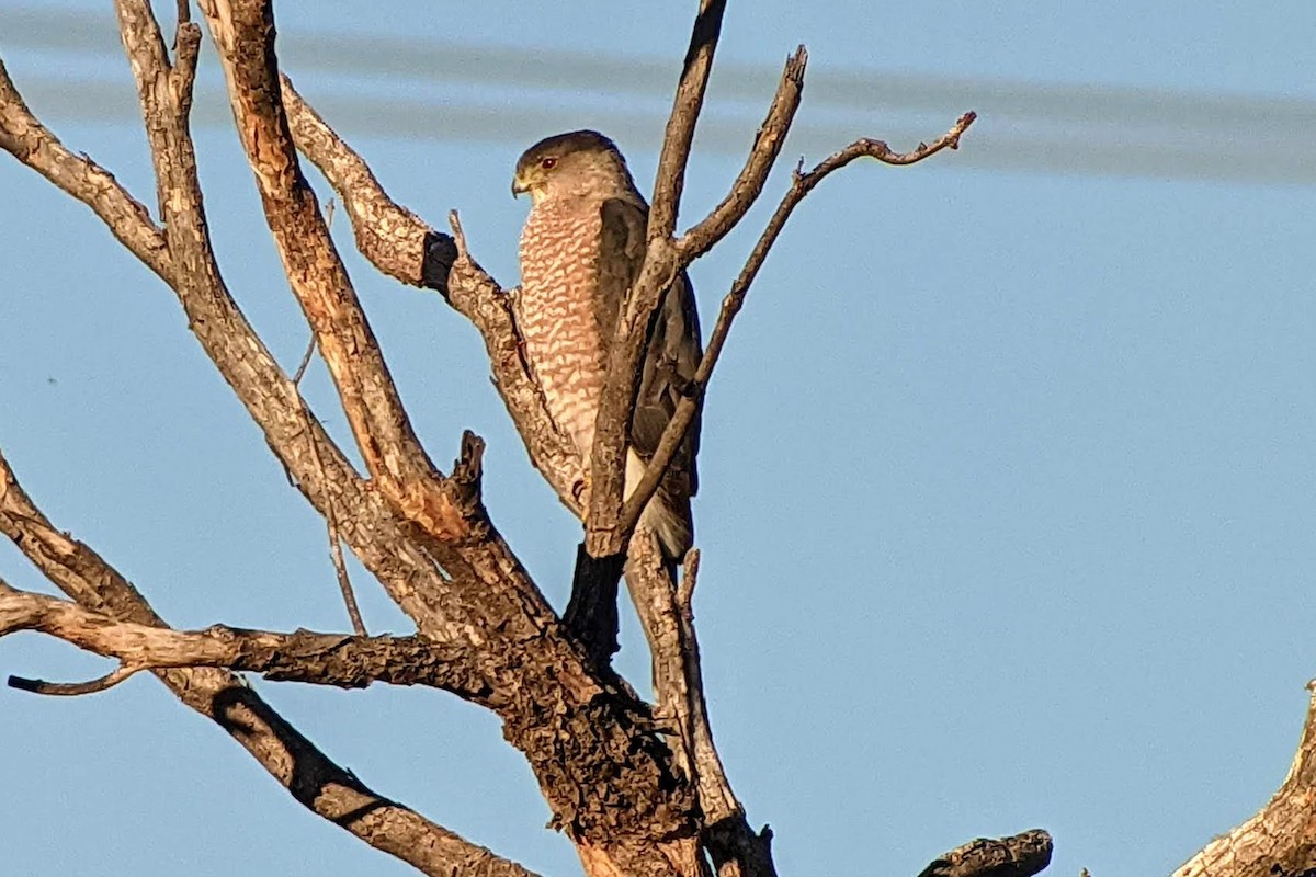 Cooper's Hawk - ML304210721