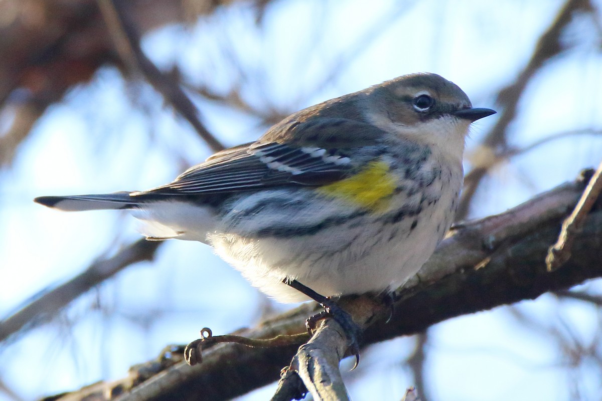 Yellow-rumped Warbler (Myrtle) - John Manger