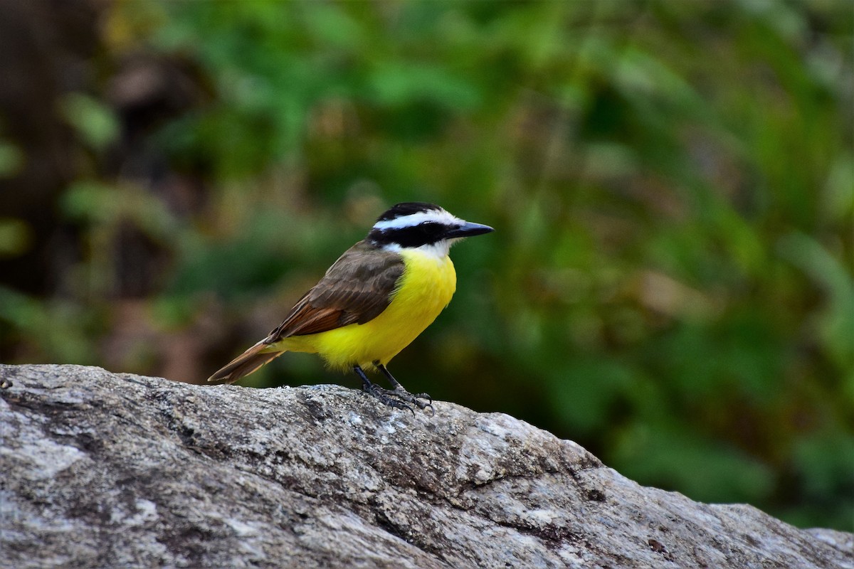 Great Kiskadee - ML304211191