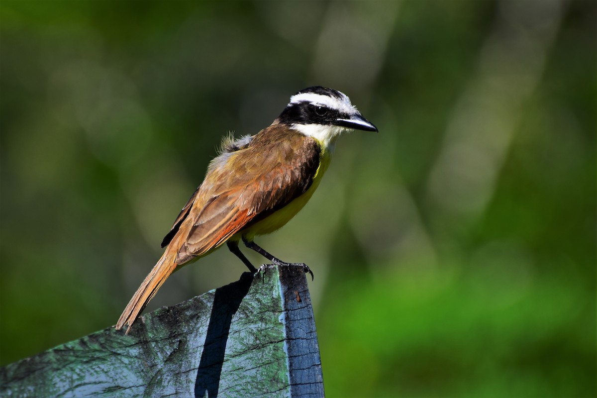 Great Kiskadee - ML304211201