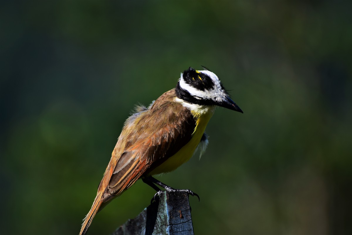 Great Kiskadee - ML304211221