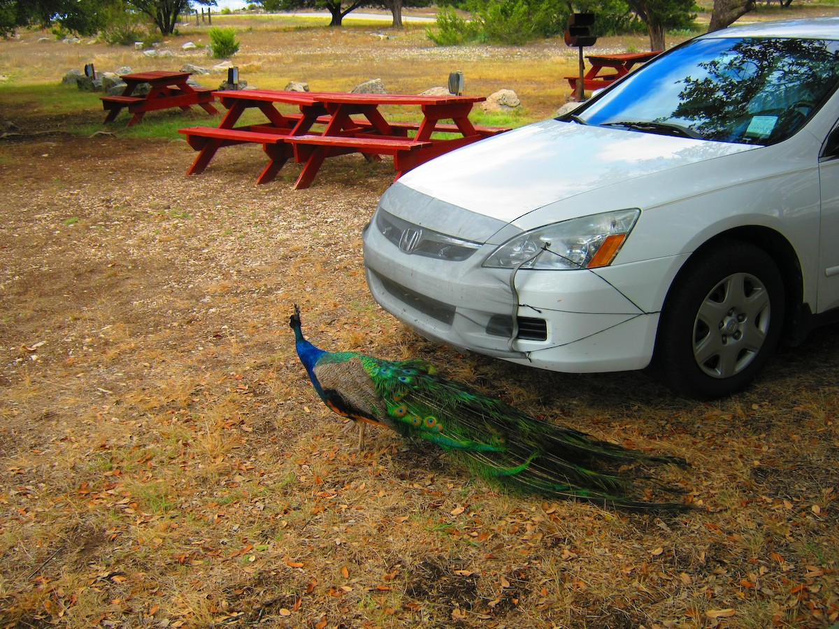 Indian Peafowl (Domestic type) - ML304211441