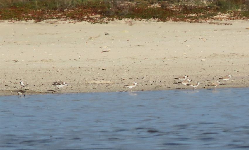 Snowy Plover - ML304211601