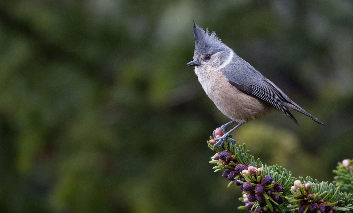 Gray-crested Tit - Ian Davies