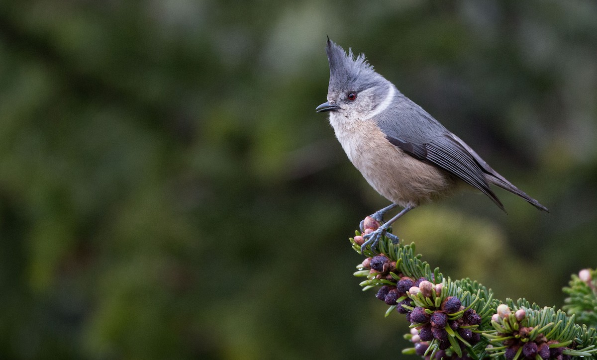 Gray-crested Tit - ML30421231