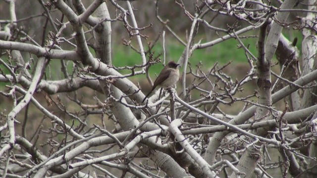 Common Bulbul - ML304212681