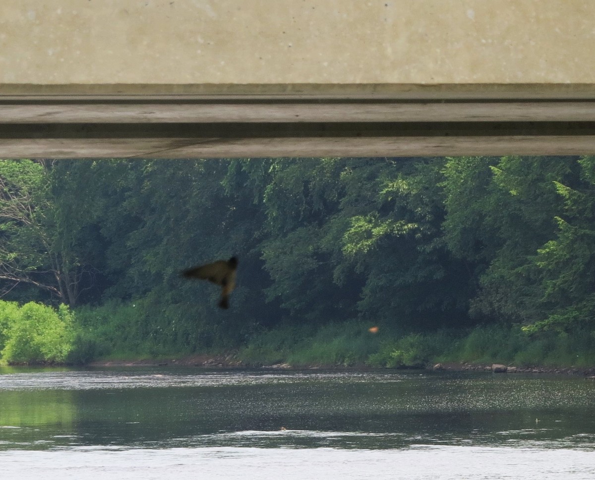 Cliff Swallow - ML30421301