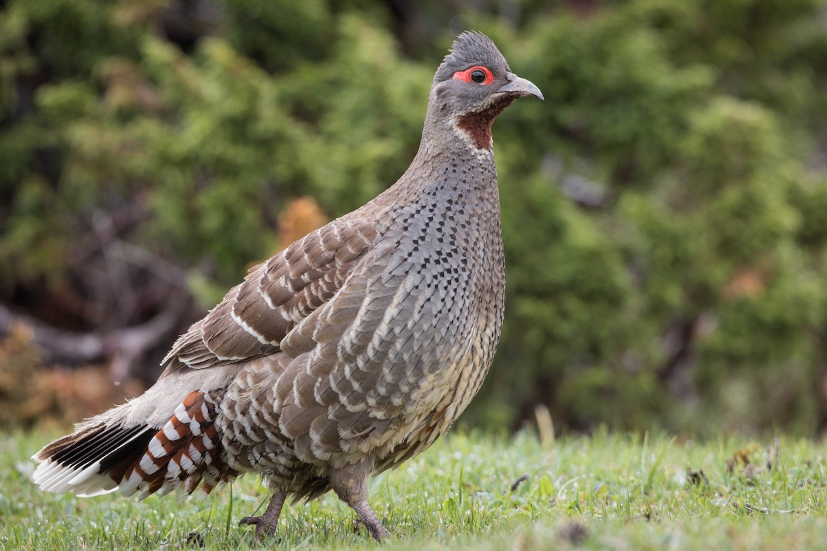 Chestnut-throated Monal-Partridge - Ian Davies