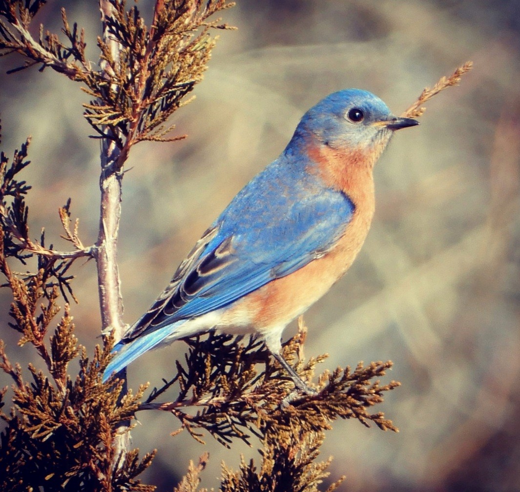Eastern Bluebird - ML304216011