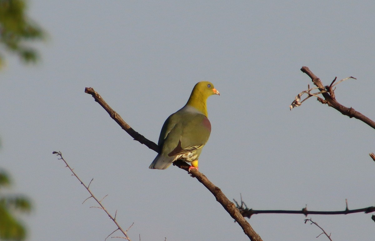 Африканский зелёный голубь - ML304216211