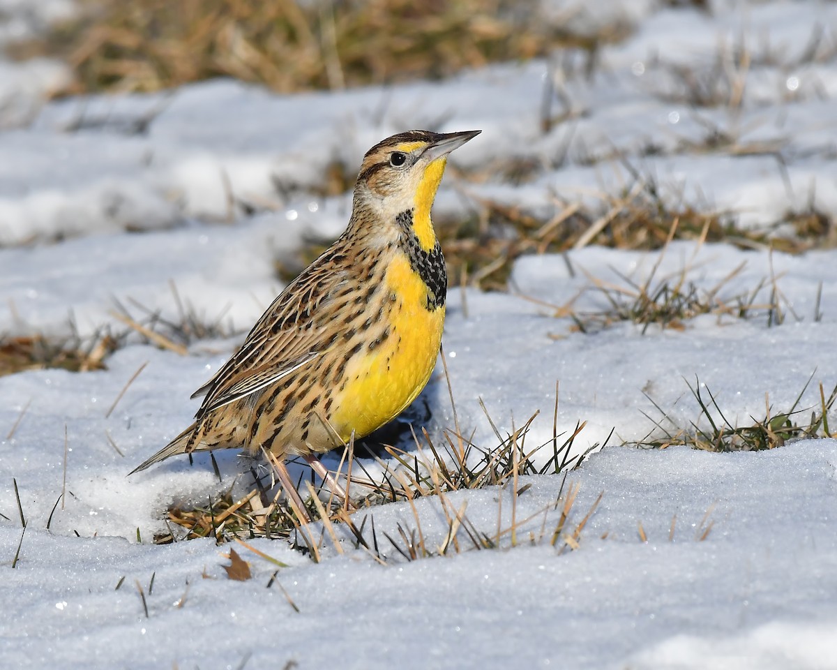 Eastern Meadowlark - ML304216691