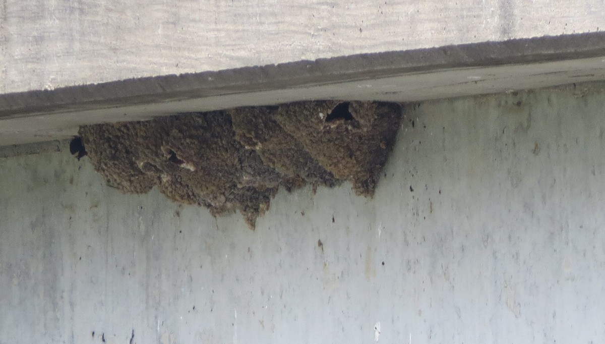 Cliff Swallow - Marjorie Van Tassel