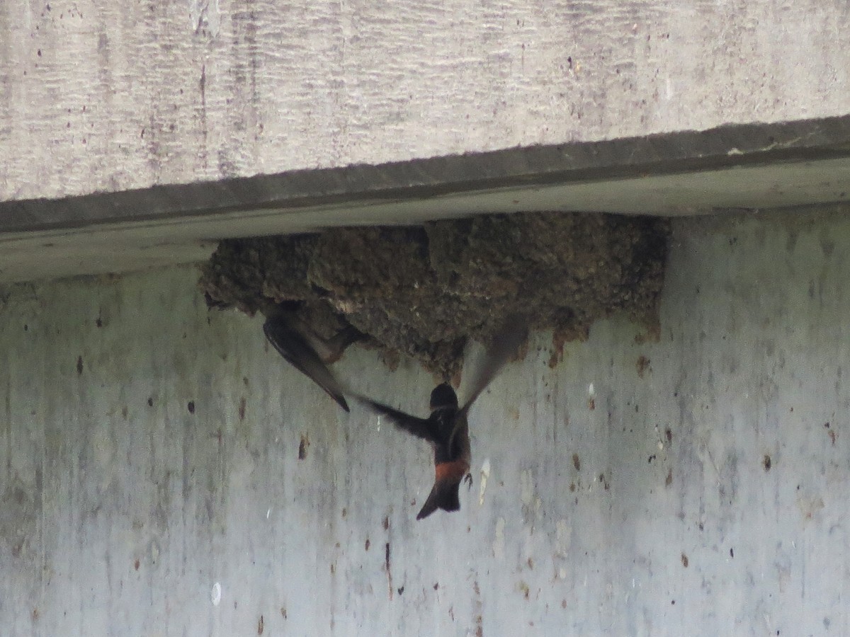 Cliff Swallow - ML30421871