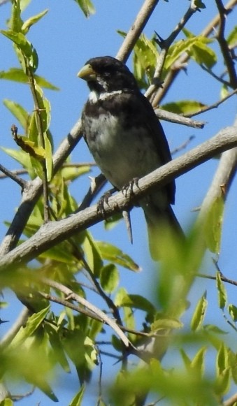 Double-collared Seedeater - ML304222871