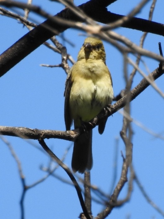 Double-collared Seedeater - ML304222881